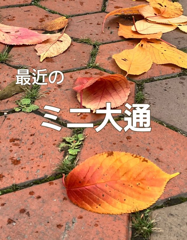 ミニ大通りもすっかり秋色、アワーズワーク桑園です♪
あの暑かった夏も、終わってみたらあっという間ですね。
ミニ大通りは、秋から冬へまっしぐらです。
お天気が良い日は、短い北海道の秋を感じに、お散歩も良いですね〜🍁
クボタ

#福祉#札幌市#札幌#札幌市中央区#中央区#桑園#ミニ大通り#就労継続支援b型事業所#就労継続支援#就労B#b型#ハンドメイド#ランチ#ペットボトル#リサイクル#送迎
#秋#紅葉 #散歩#秋色