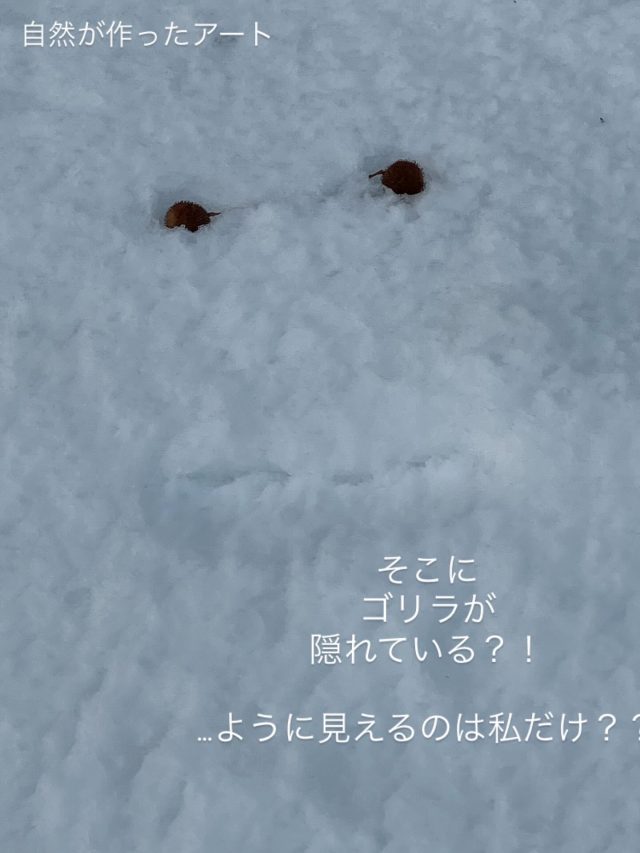 冬も楽しんでいるアワーズワーク桑園です♪
ミニ大通りでゴリラを発見しましたよ！

札幌にも野生のゴリラいるんですね〜

#ゴリラ #雪遊び#b型 #福祉 #札幌